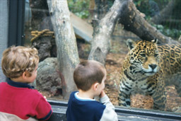 Felix & Adam gör bekantskap med en Tiger i Happy Hallow Zoo. 5/11 -00.
