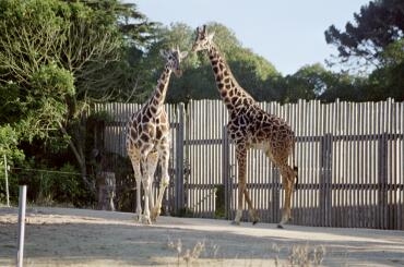 Girafferna kunde inte låta bli att titta ner på oss! 6/11 -00