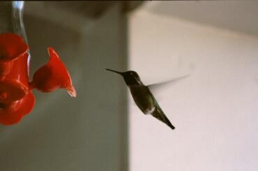 Hemma hos Åsa igen. Här får vi besök av den lilla kolibrin. 12/11 -00