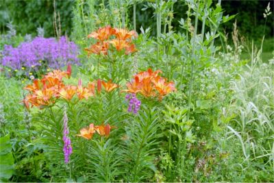 Vackra blommor, 5/7 -03