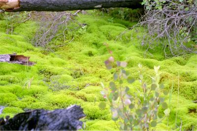 Ny markvegetation fyra år efter branden, 13/7 -03