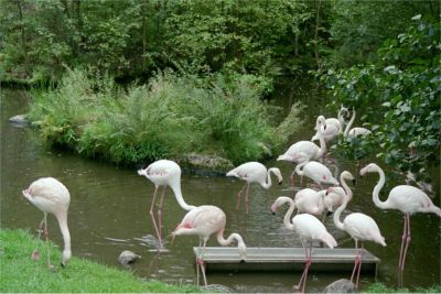 Flamingo, Kolmården, 30/8 -03