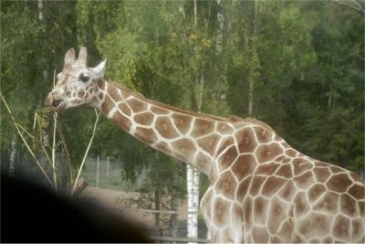 Giraff, 30/8 -03