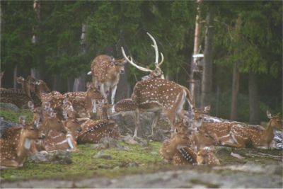 Axinhjort, 30/8 -03