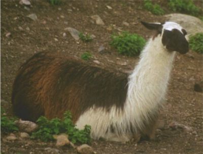 Lama, 30/8 -03