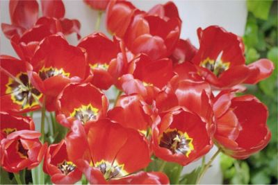 Fioli Garden, 3/4 -03