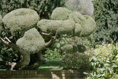 Fioli Garden, 3/4 -03