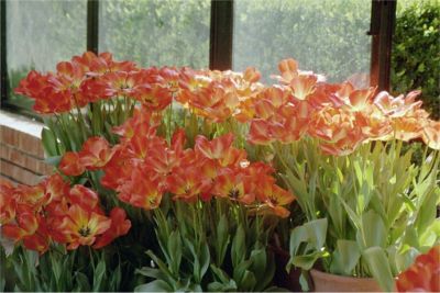 Fioli Garden, 3/4 -03