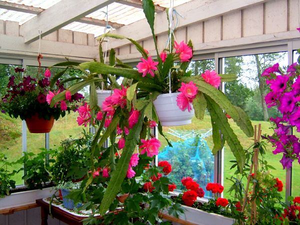 Blomsterprakt hos Birgitta Valfridsson; 28/6 -07