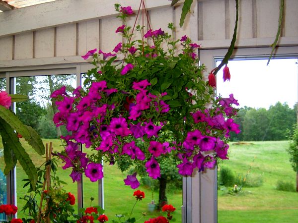 Blomsterprakt hos Birgitta Valfridsson; 28/6 -07