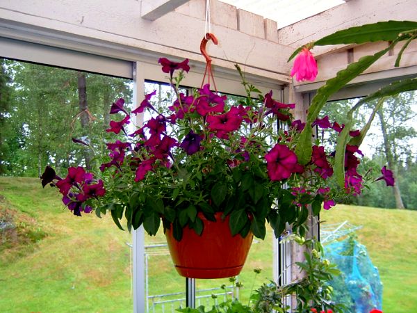 Blomsterprakt hos Birgitta Valfridsson; 28/6 -07