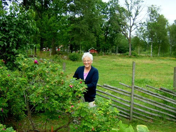 Elsie vid rosbusken på Danhäll; 9/7 -07