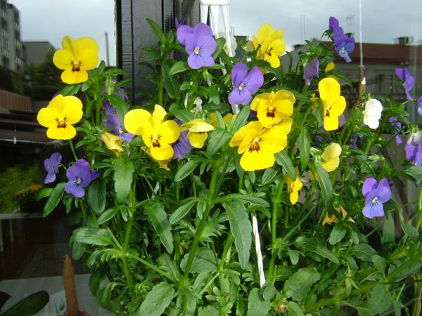 Vackra blomster på balkongen; 26/5 -07