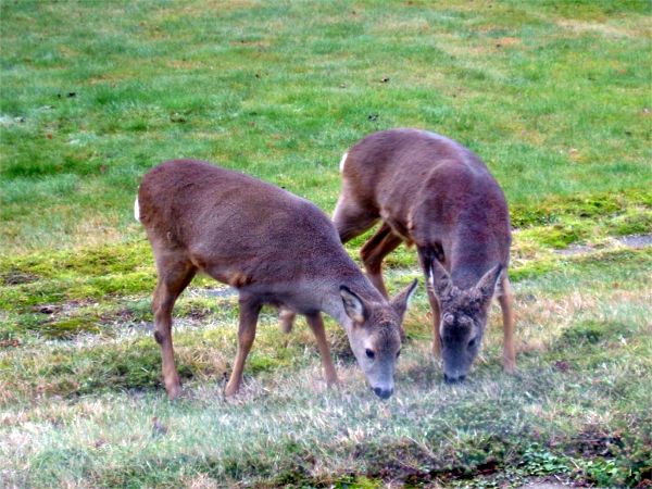 ... besök i vår trädgård; 24/12 -07