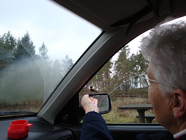 Elsie matar talgoxen på backspegeln genom fönstret, Herrbeta; 29/11 -08