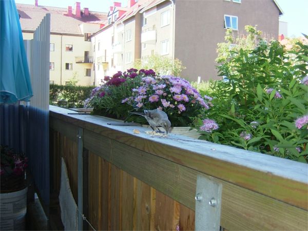 ... studerar fåglar på nära håll; 1/8 -08
