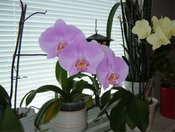 Vackra blommor; 20/9 -08