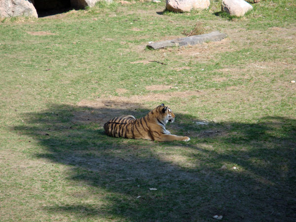 Tiger