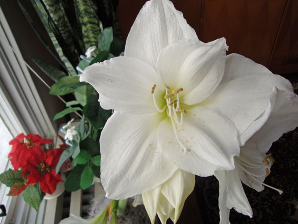 Vacker julblomma - vit Amaryllis.