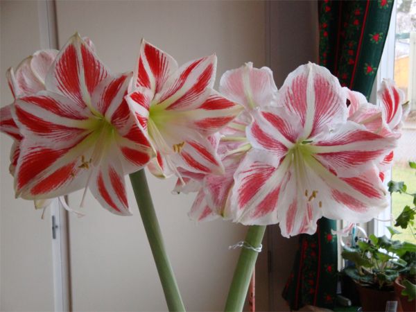 Amaryllis; 13/1 -09
