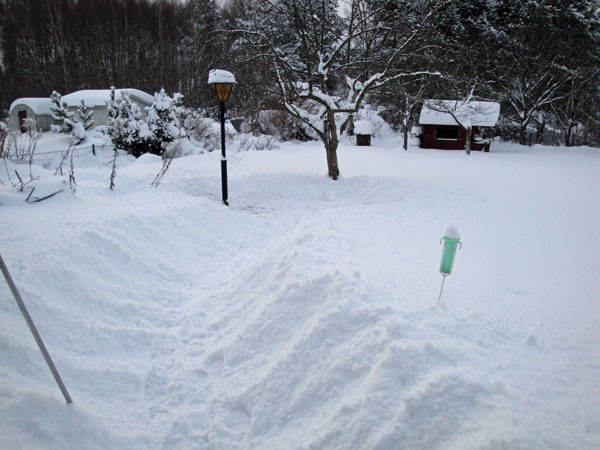 Drygt arbete att skotta sig fram till fågelborden i trädet ...