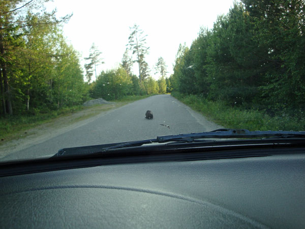 Vad är det som "rultar" fram mitt på landsvägen?!