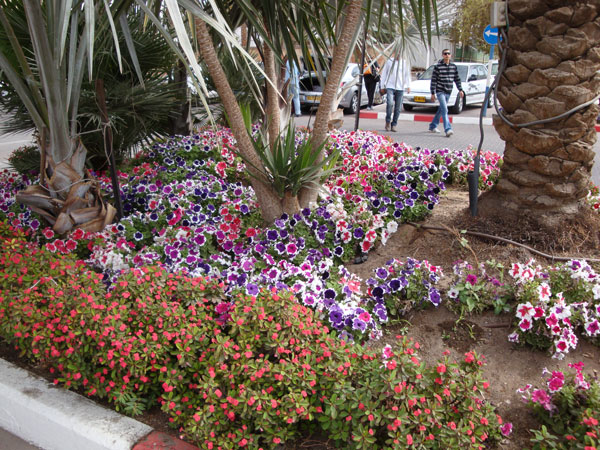 Vackra blomsterarrangemang utanför hotellet; 25/2 -10.