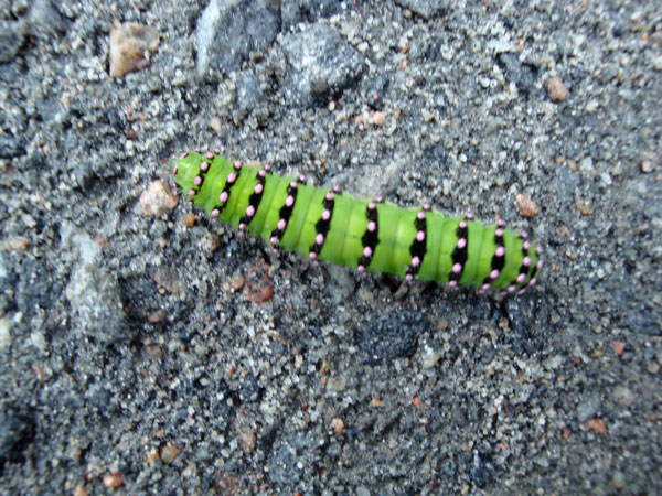 Vad månne det bli för slags fjäril av denna larv? 29/7 -10.