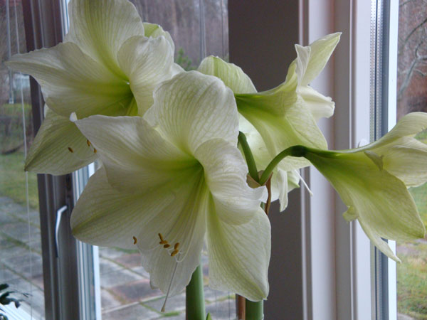 Lagom till Elsies 75-årsdag slog den vita amaryllisen ut sina härliga blommor.