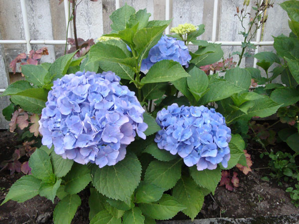 Hortensia