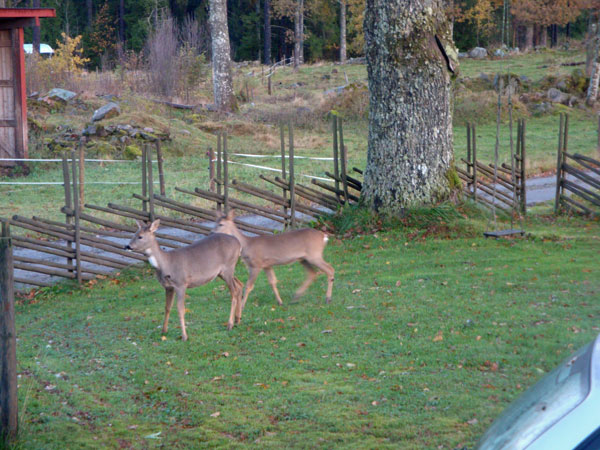 Besök av två vackra rådjur i trädgården på landet; 20/10 -11