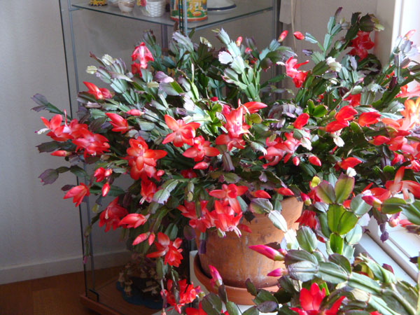 Tre stora gamla kaktusar blommade vackert i vårt vardagsrum; 26/10 -11