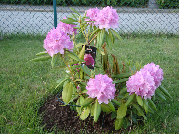 Blommande rhododendron i vår trädgård; 2/6 -11.