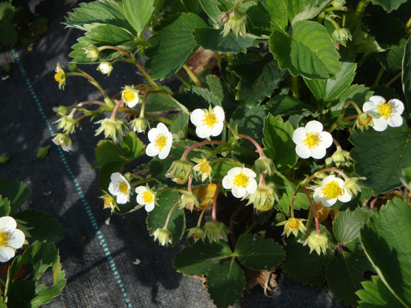 ... och jordgubbsblommor i vår trädgård; 5/6 -11.