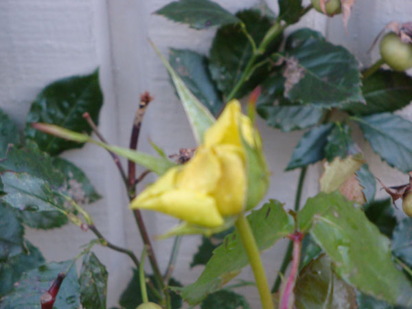 En gul ros har börjat slå ut sina blommor mitt i vintern! 30/12 -11