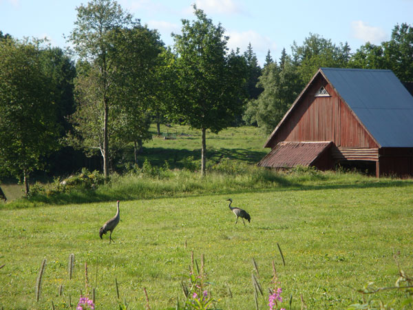 Tidigt på morgonen kom ett tranpar till åkern bakom vårt hus på ...