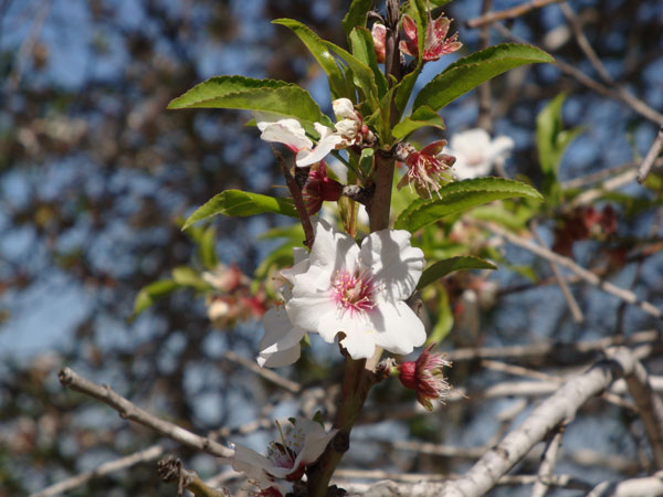 Här fann mycket av vackra blommor och träd.