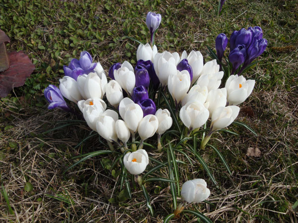 Utomhus börjar vårblommorna ...
