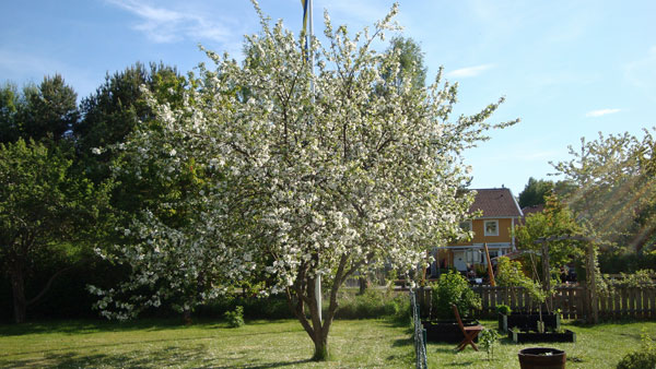 ... äppelträd i vår trädgård; 25/5 -12.