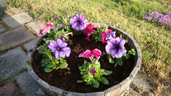 Dags att plantera blommor - Petunia; 26/5 -12