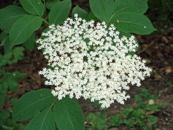 Fläderblomma; 7/7 -12, Högdalen.