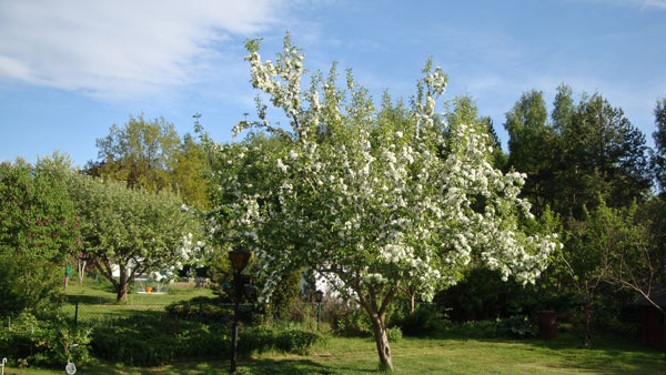 Blommande paradisträd och ...