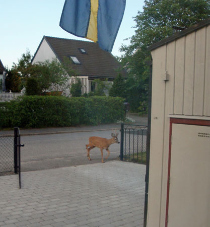 Efter besök hos grannen är bocken på väg in i vår trädgård ...