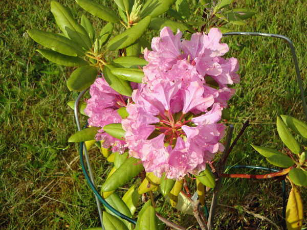 Rhododendron; 16/6 -12 Vendelsömalm.