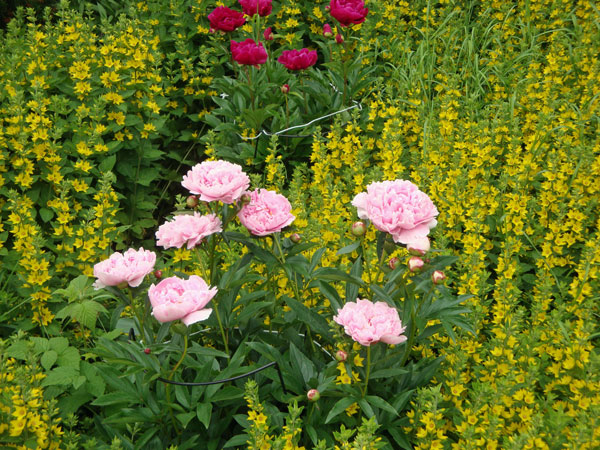 Blomsterprakt i trädgården; 22/6 -13
