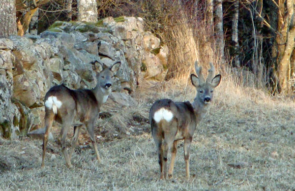 Ett vackert rådjurspar besökte oss på landet (Danhäll). De ställde snällt upp för fotografering, men jag fick bara ett försök! 10/4 -13