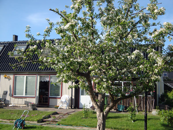 Vårt paradisäppelträd - inte bara blommar vackert - det ger också god gelé.