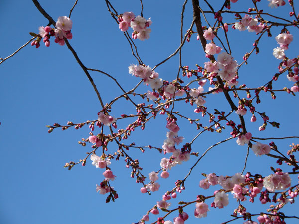 Början av april och det blommar vackert både i Kungsträdgården ...