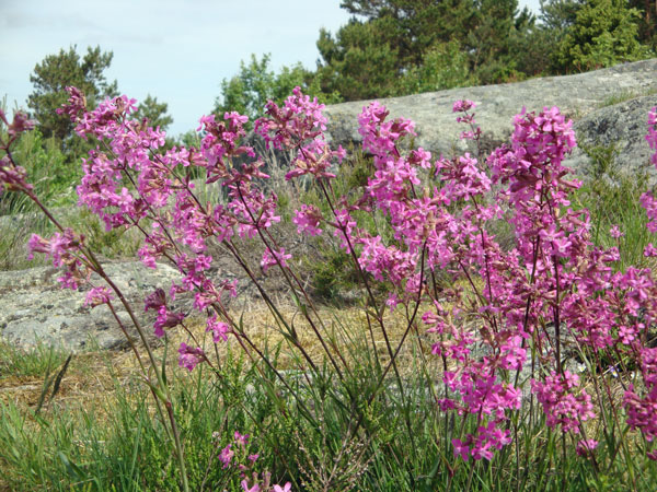 Tjärblomster, Uddevalla.