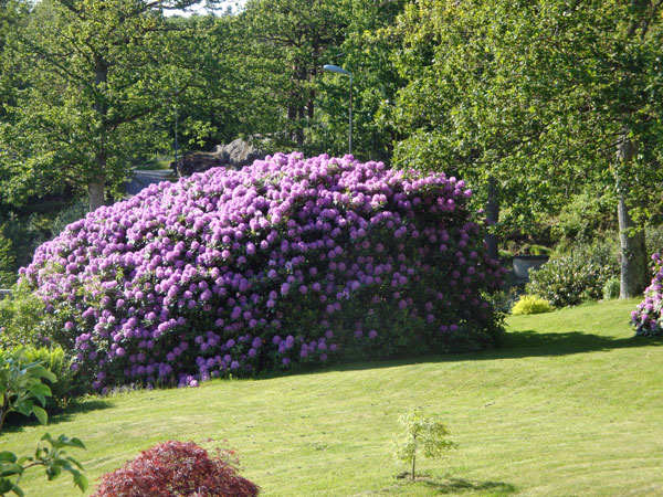 Blommande Rhododendron, Svallåsvägen, Alingsås.